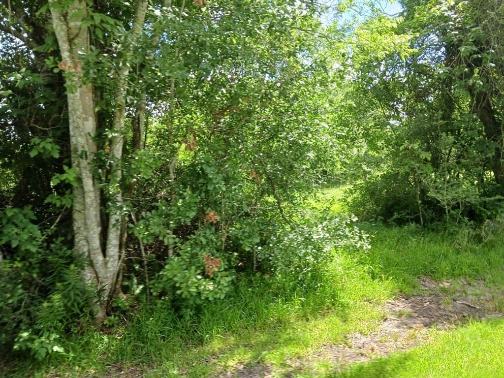 5.17 acres in Angleton County - photo 4