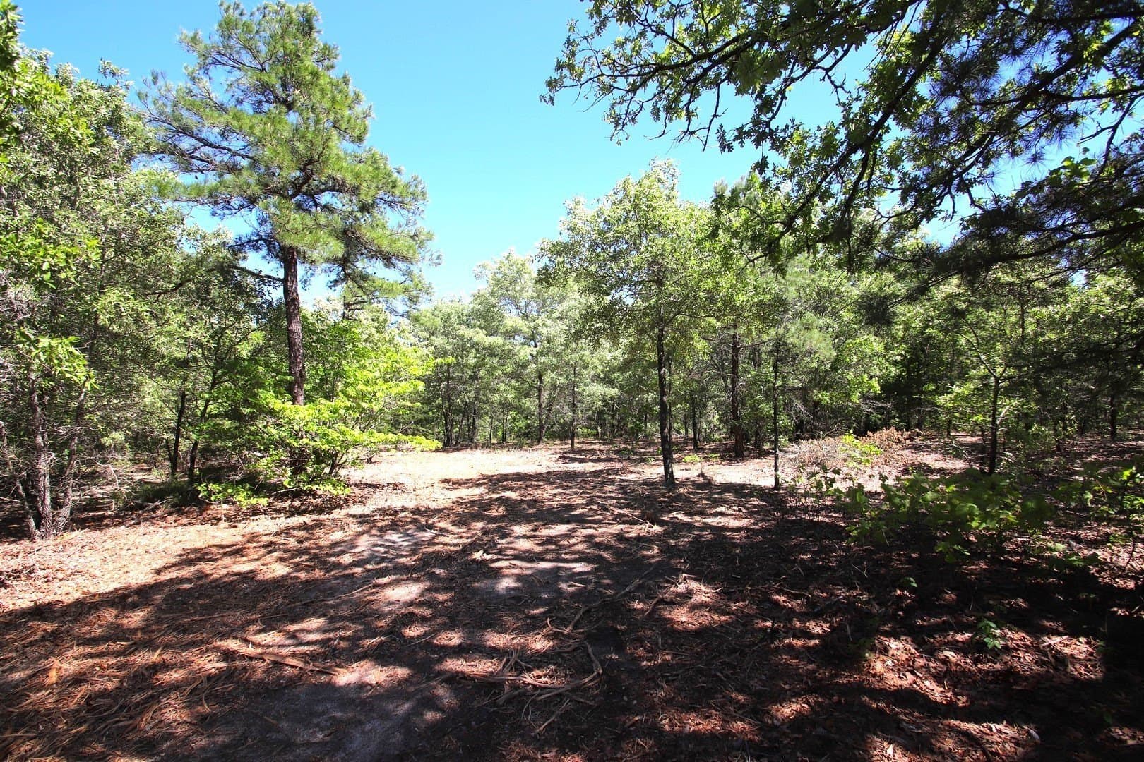 59.08 acres in Wood County gallery image 3