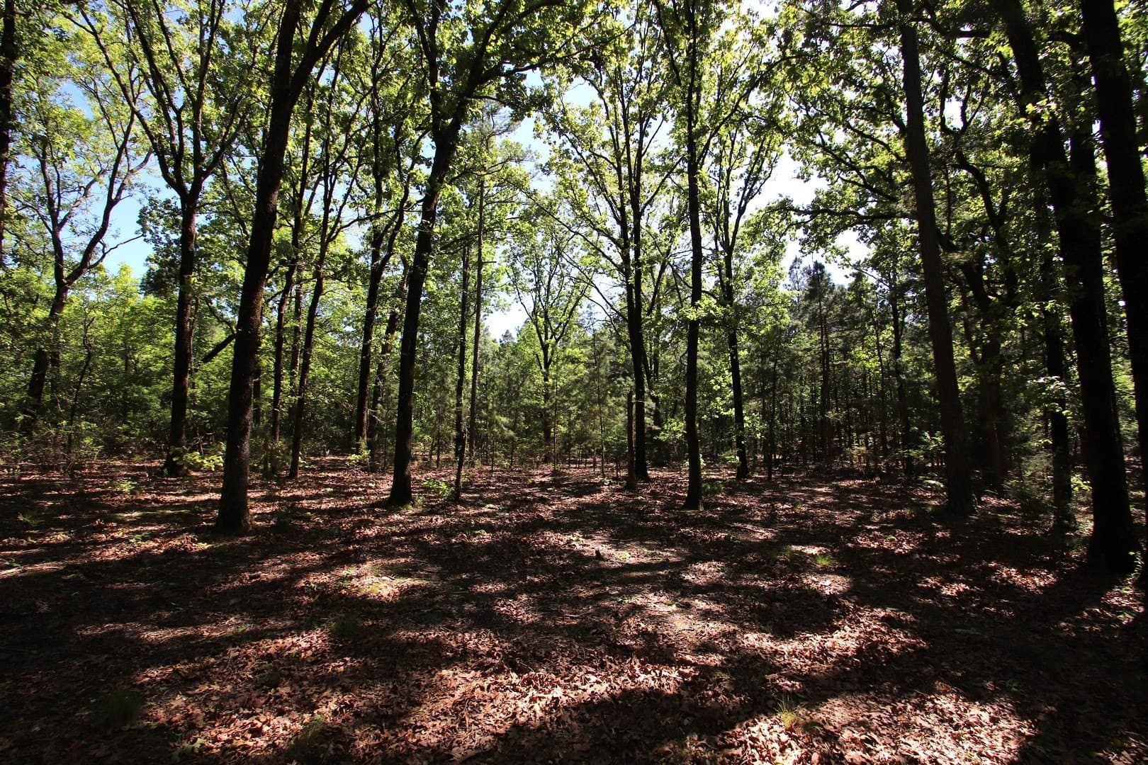 59.08 acres in Wood County - photo 38