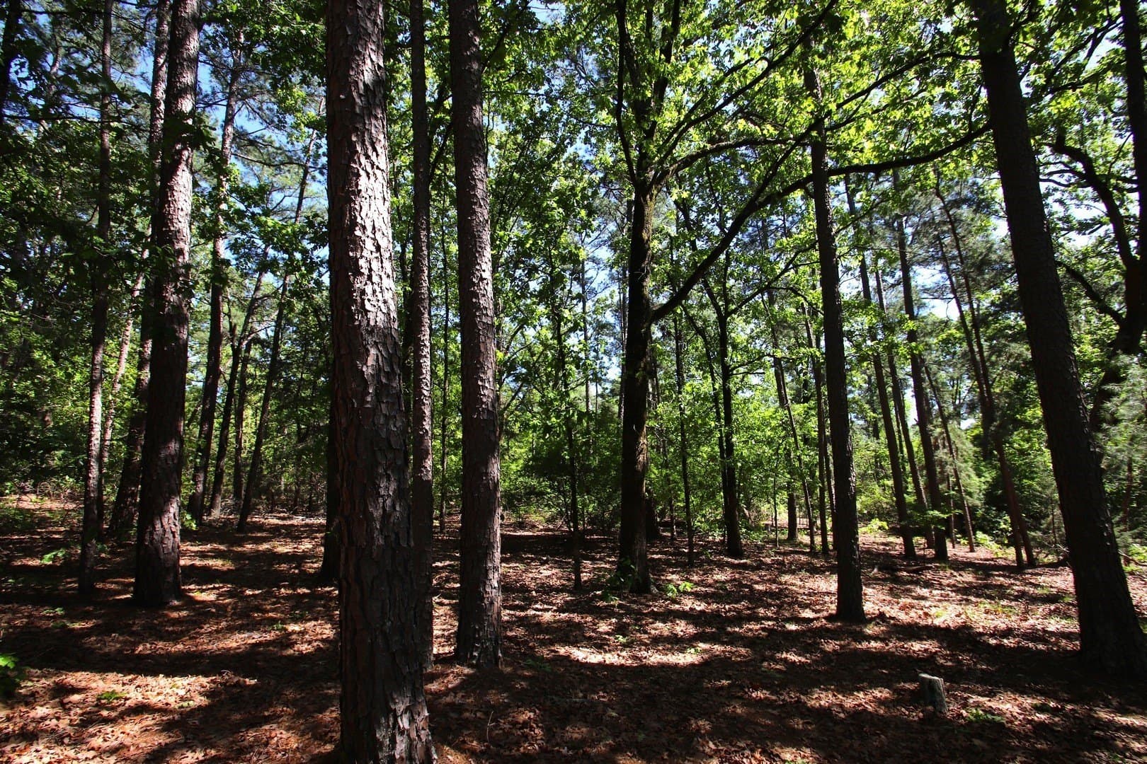 59.08 acres in Wood County - photo 40