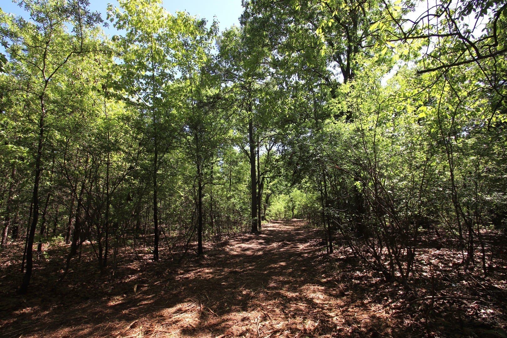 59.08 acres in Wood County - photo 9
