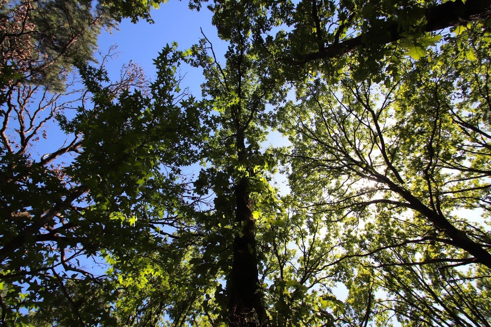59.08 acres in Wood County - photo 39