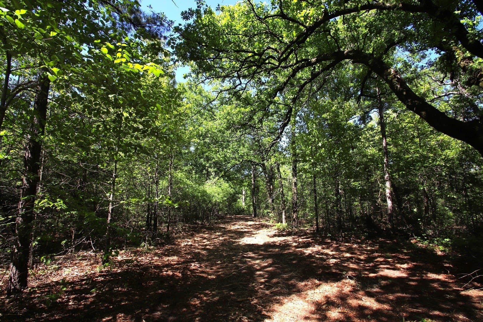 59.08 acres in Wood County - photo 8