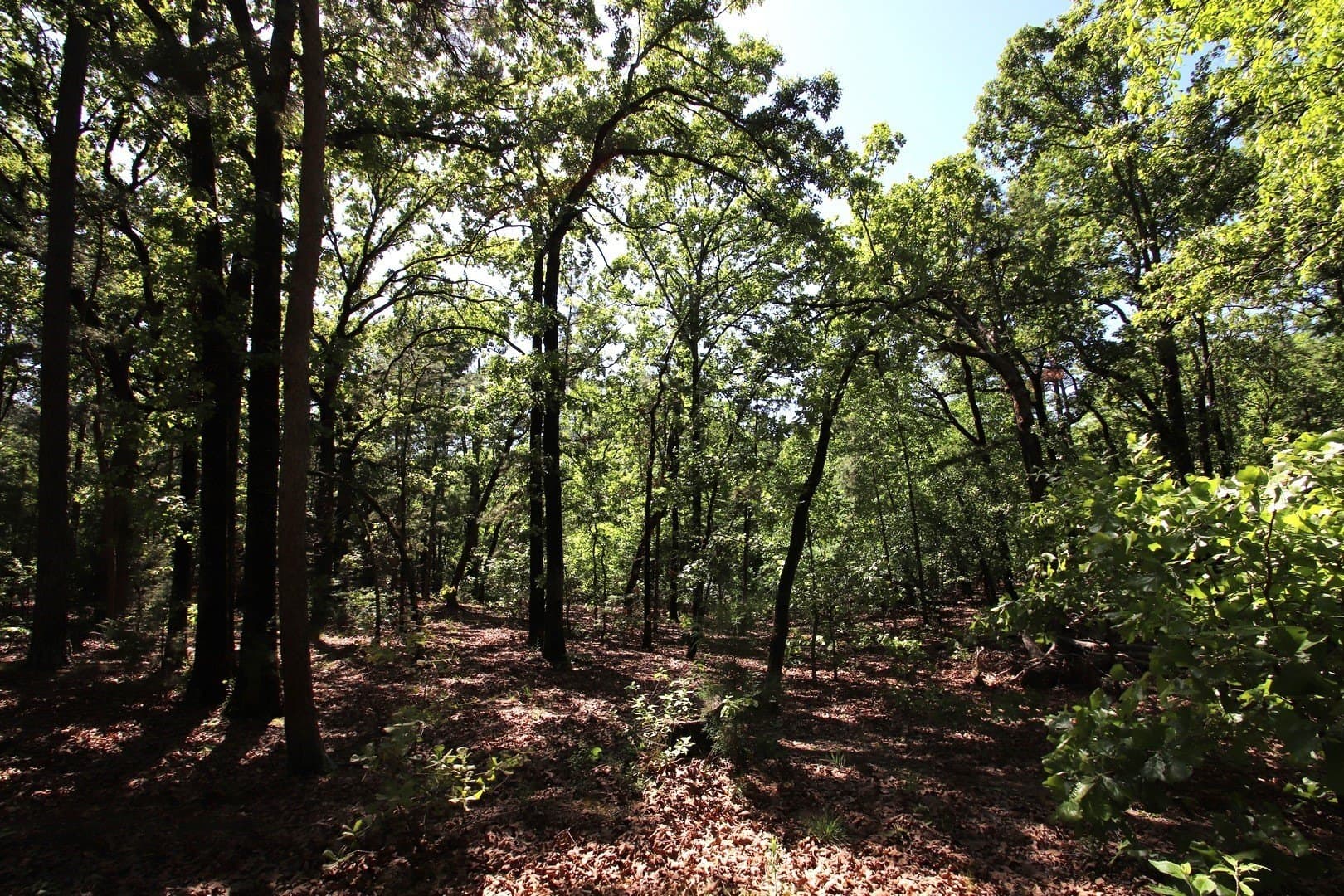 59.08 acres in Wood County - photo 37