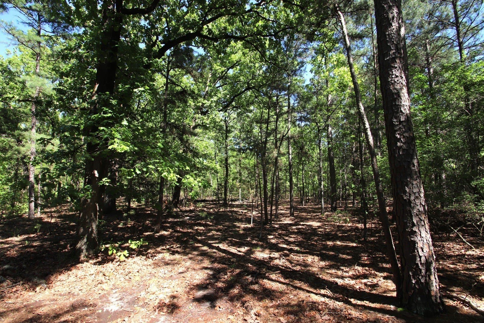 59.08 acres in Wood County - photo 29
