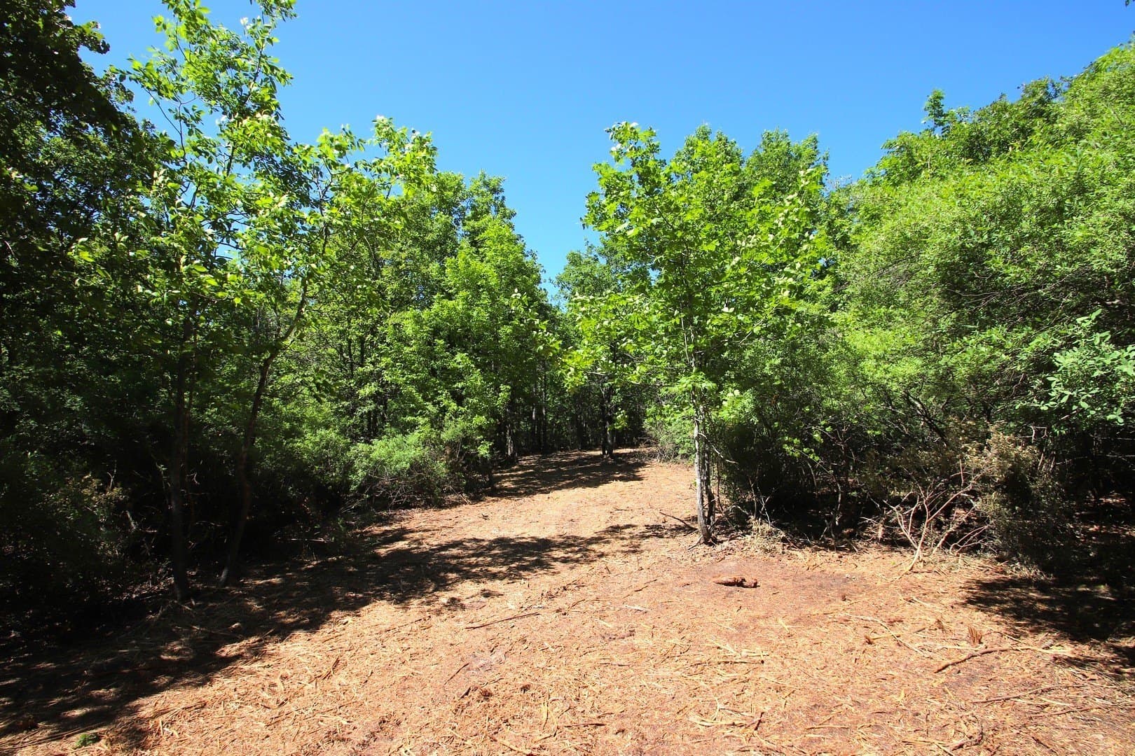 59.08 acres in Wood County - photo 21