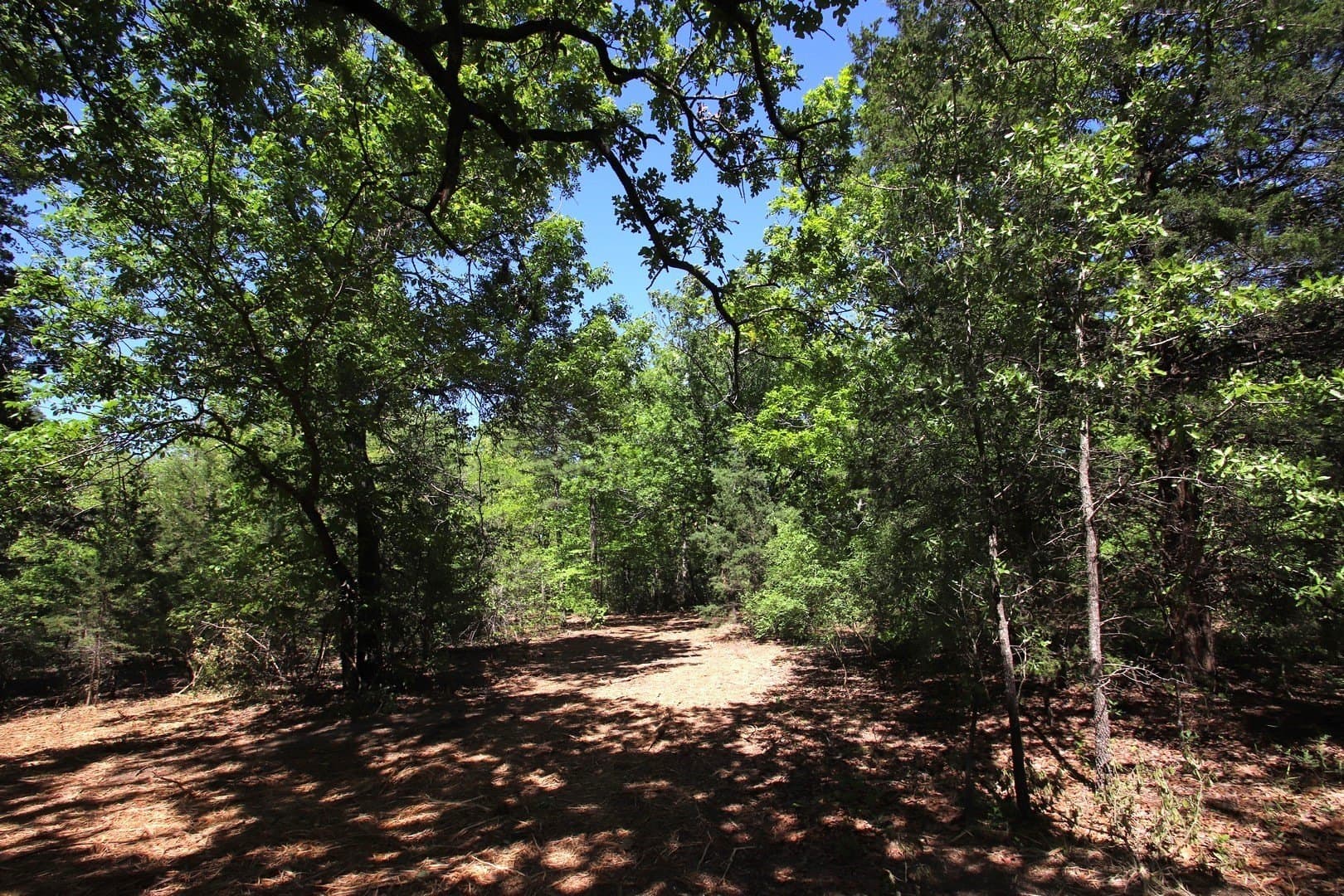 59.08 acres in Wood County - photo 7