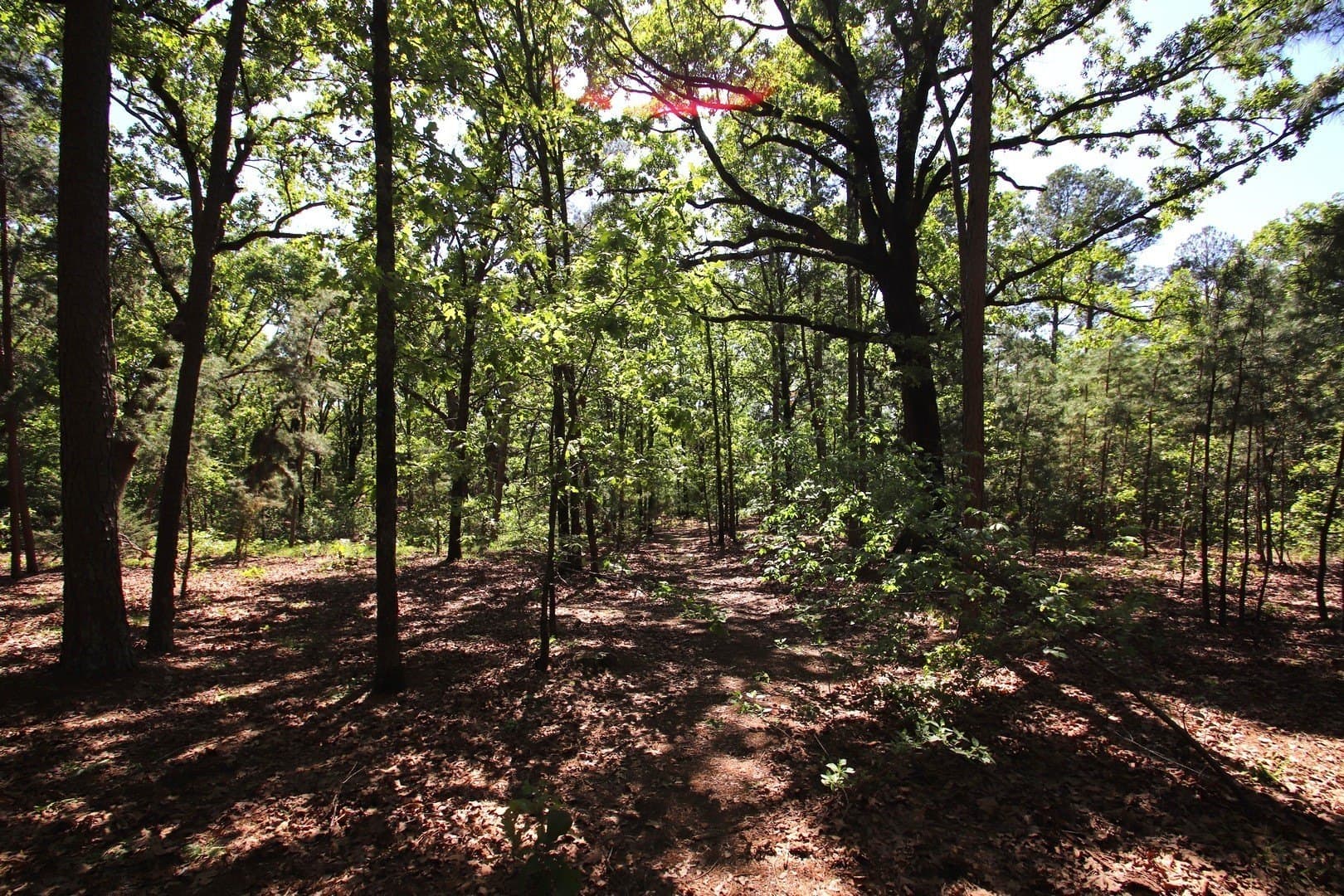59.08 acres in Wood County - photo 33