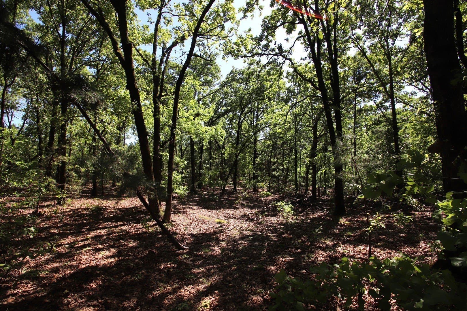 59.08 acres in Wood County - photo 35