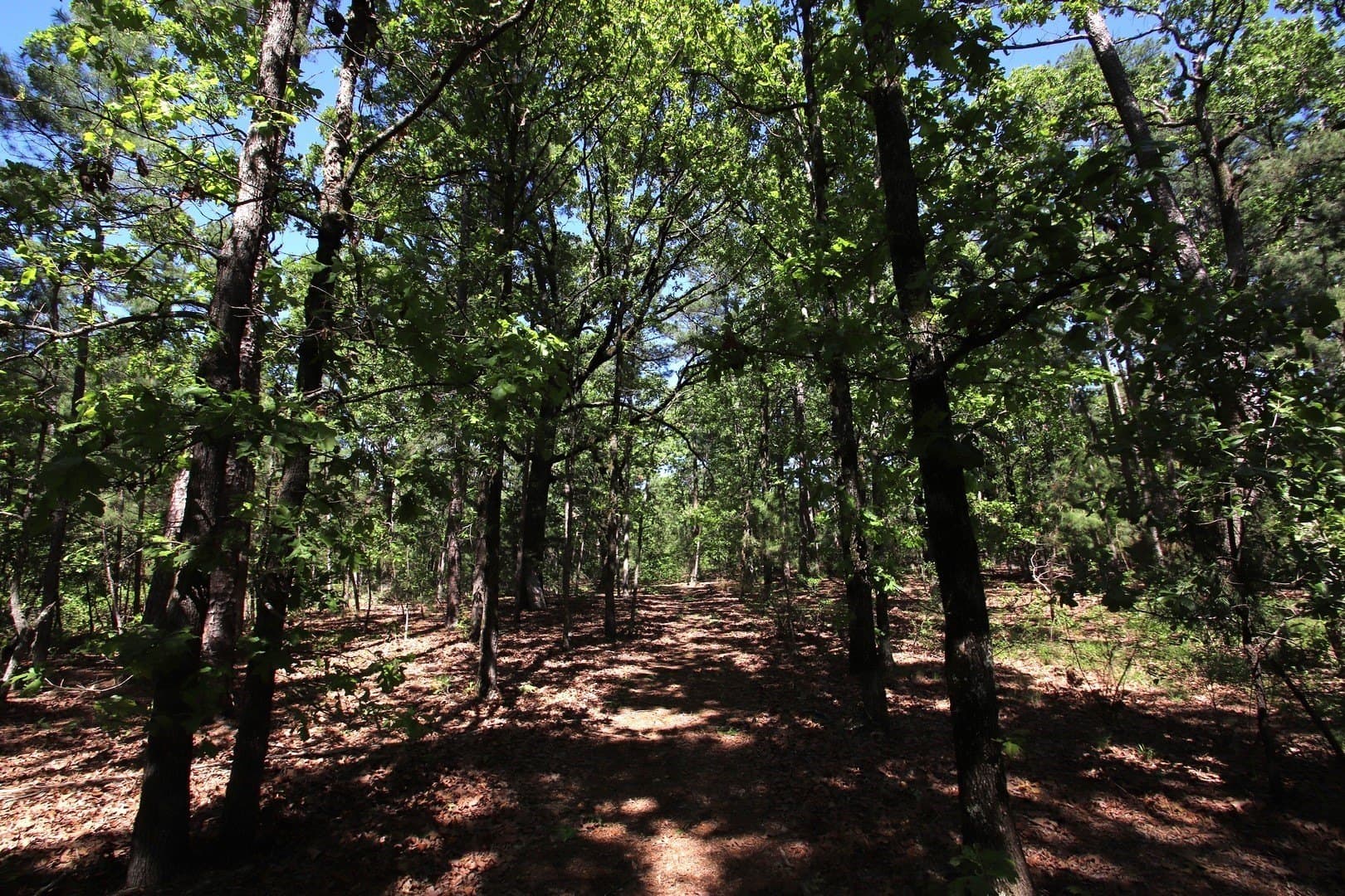 59.08 acres in Wood County - photo 32