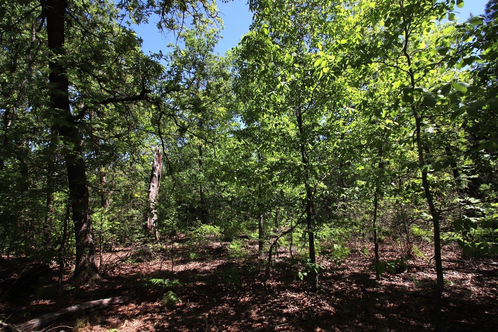 59.08 acres in Wood County - photo 12