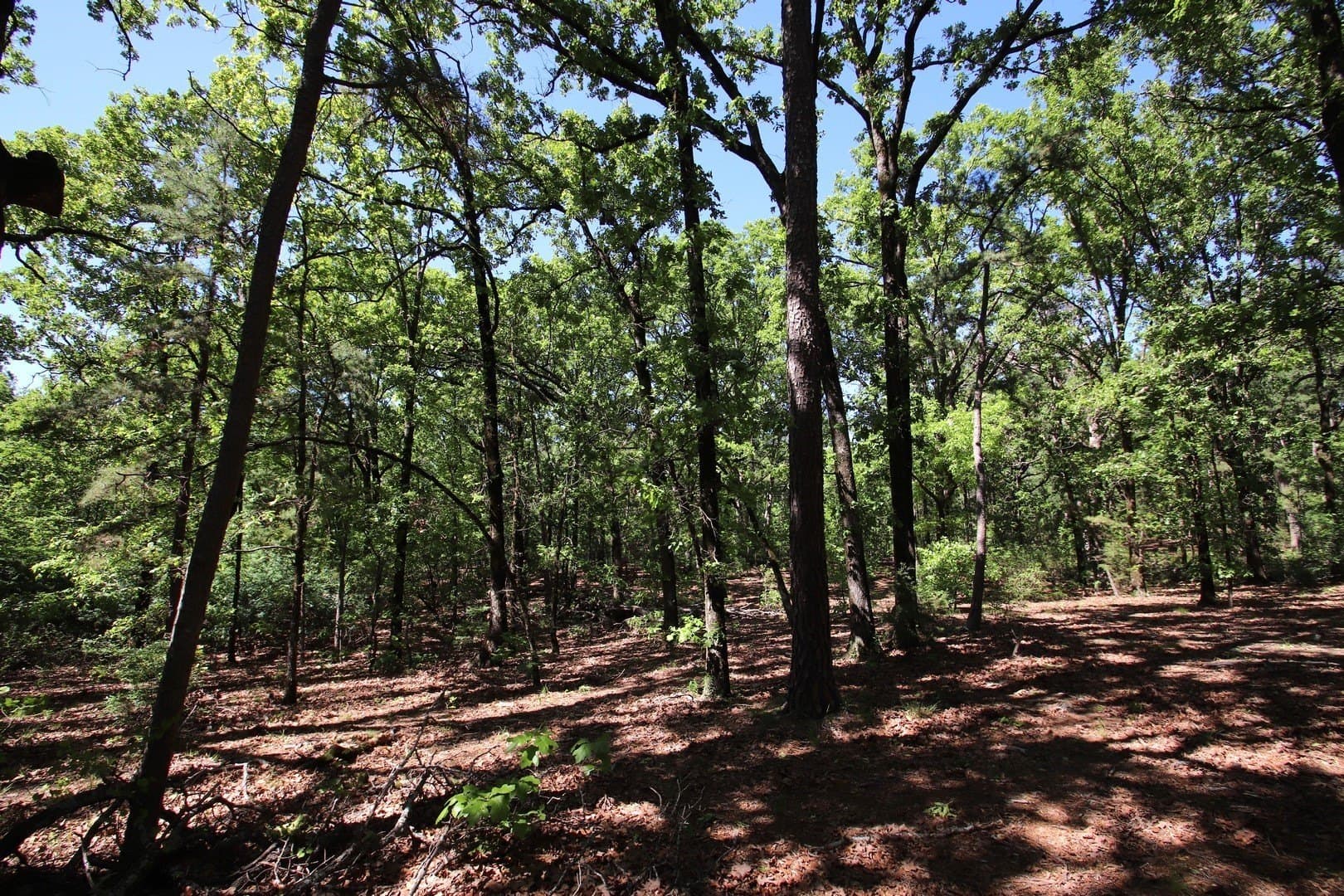 59.08 acres in Wood County - photo 31