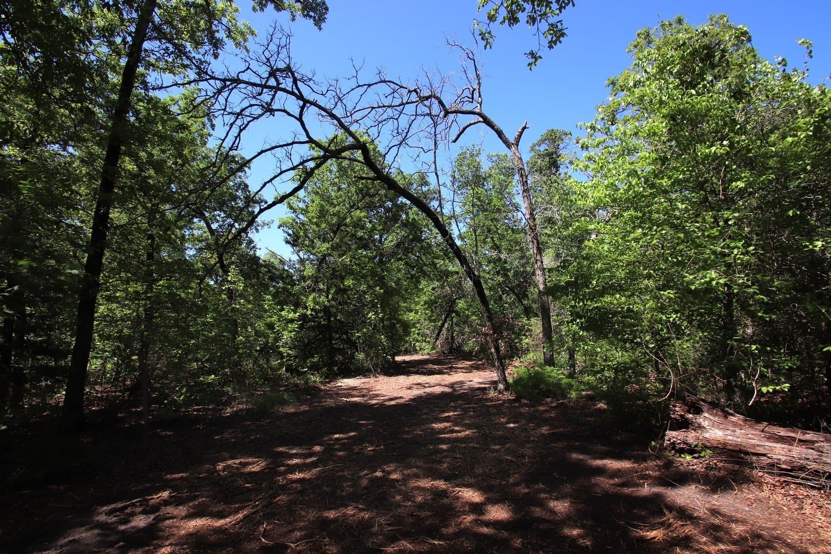 59.08 acres in Wood County - photo 13