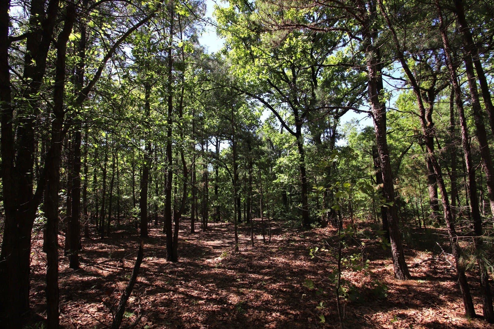 59.08 acres in Wood County - photo 30