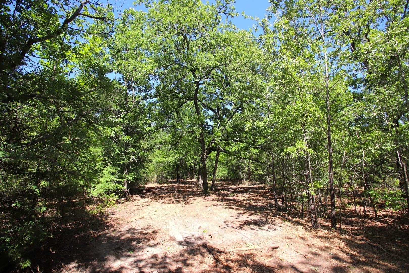 59.08 acres in Wood County - photo 6