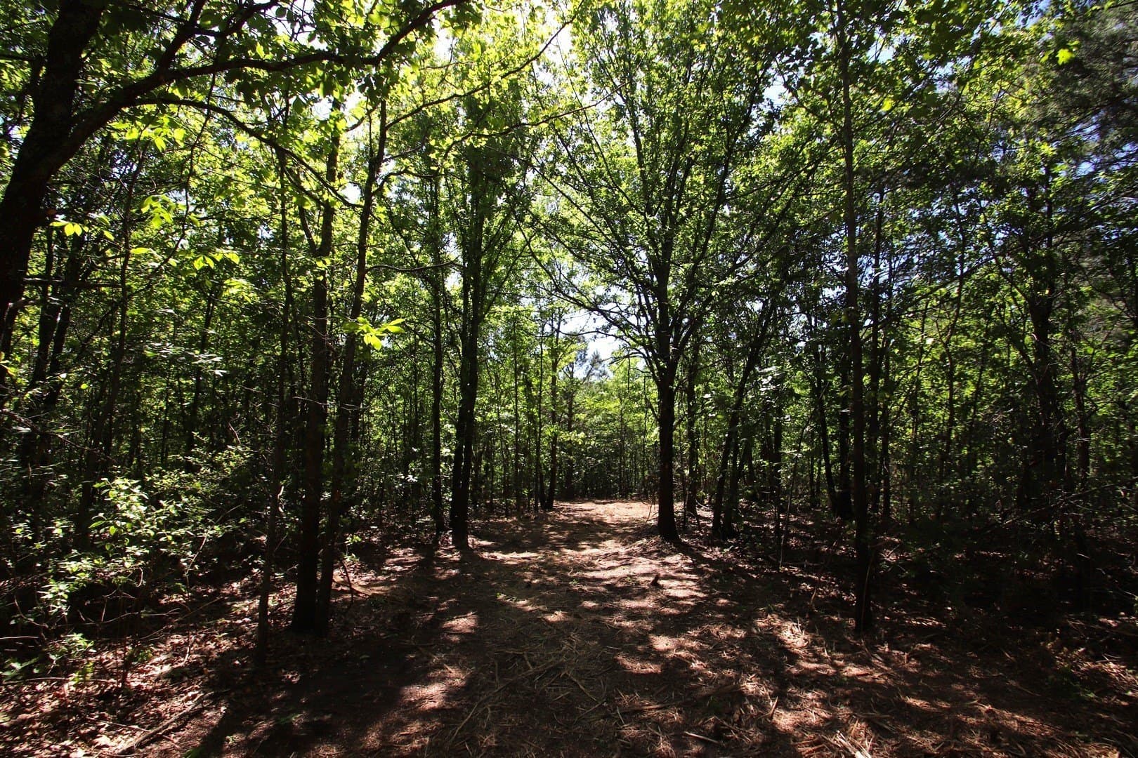 59.08 acres in Wood County - photo 19