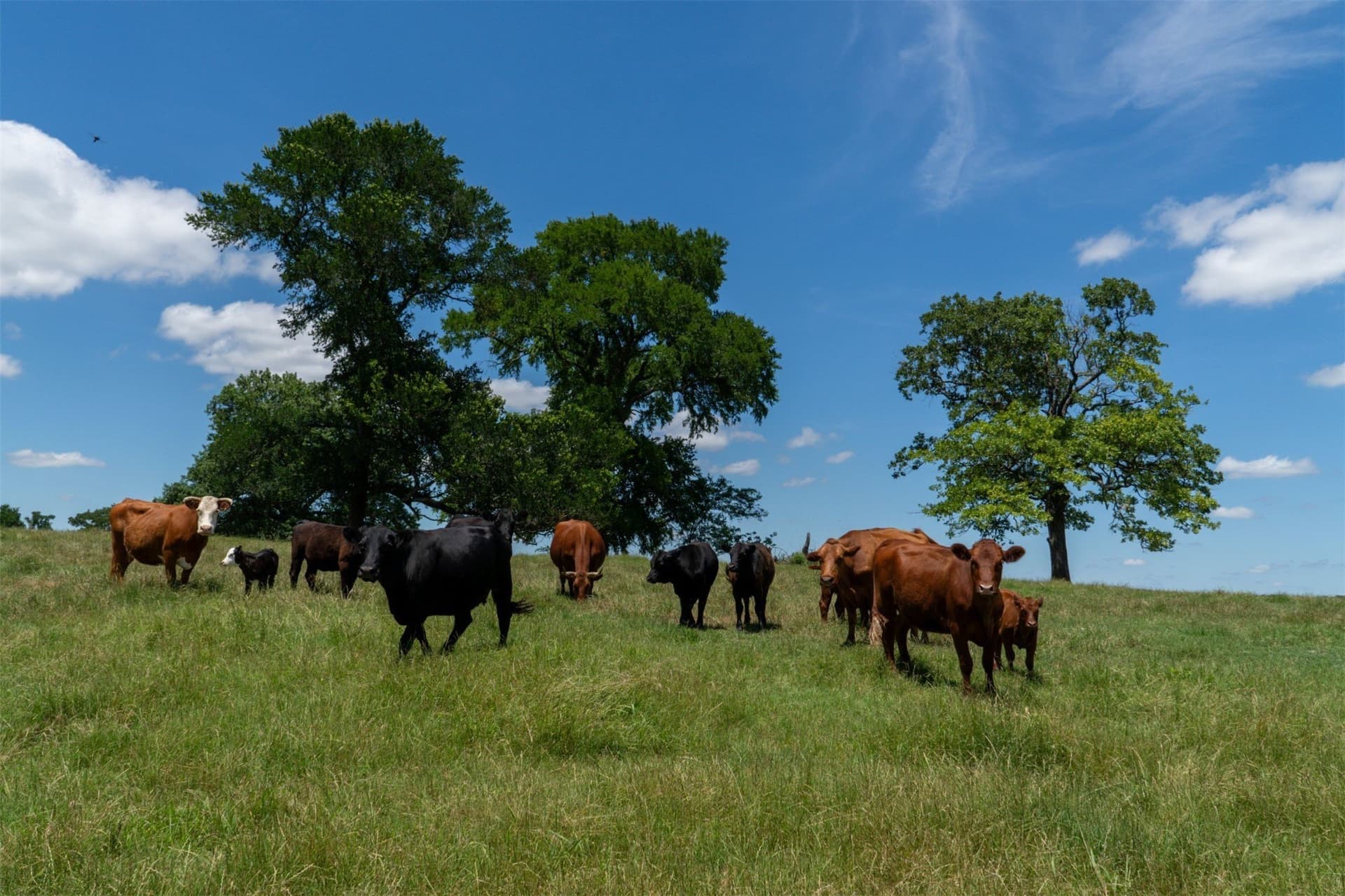 42.3 acres in Grayson County - photo 32