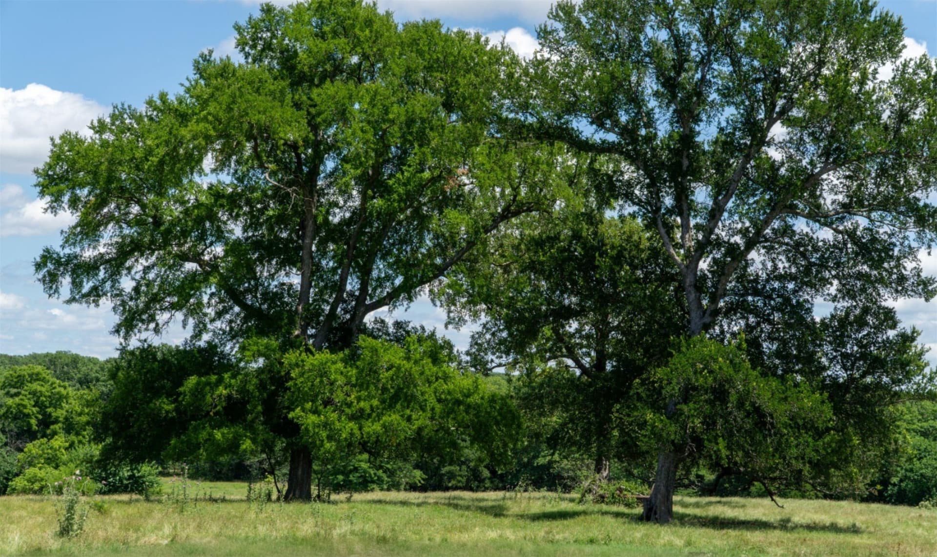 42.3 acres in Grayson County - photo 40