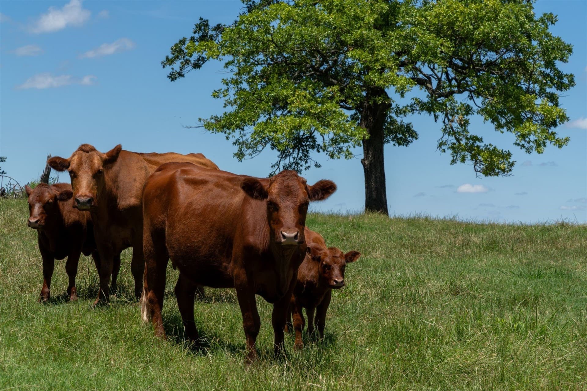 42.3 acres in Grayson County - photo 33