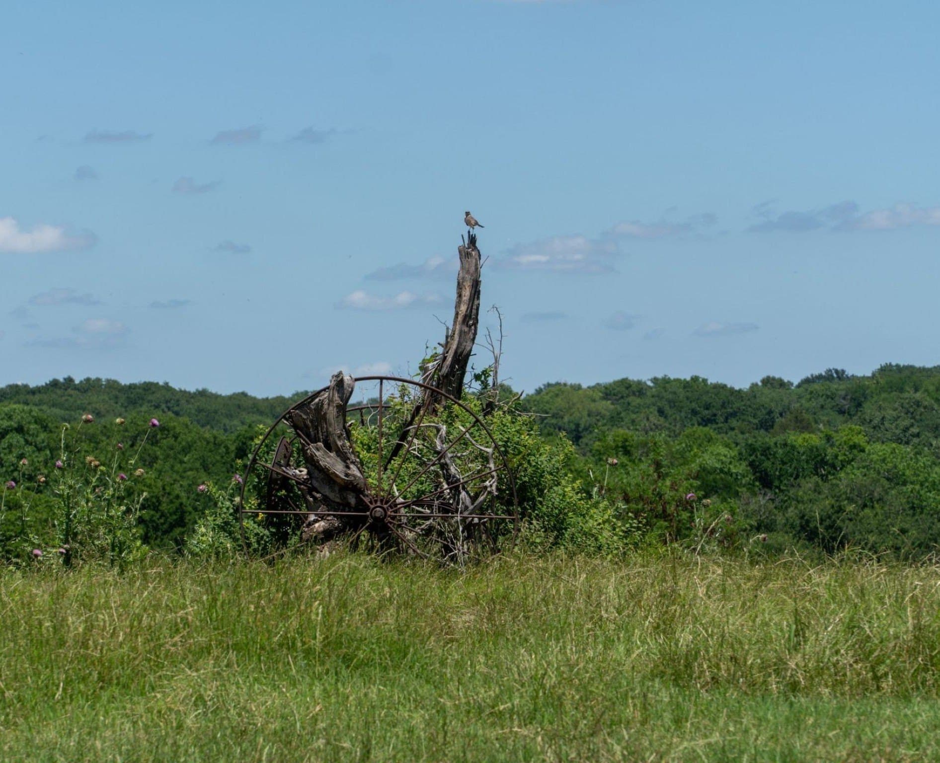 42.3 acres in Grayson County - photo 25