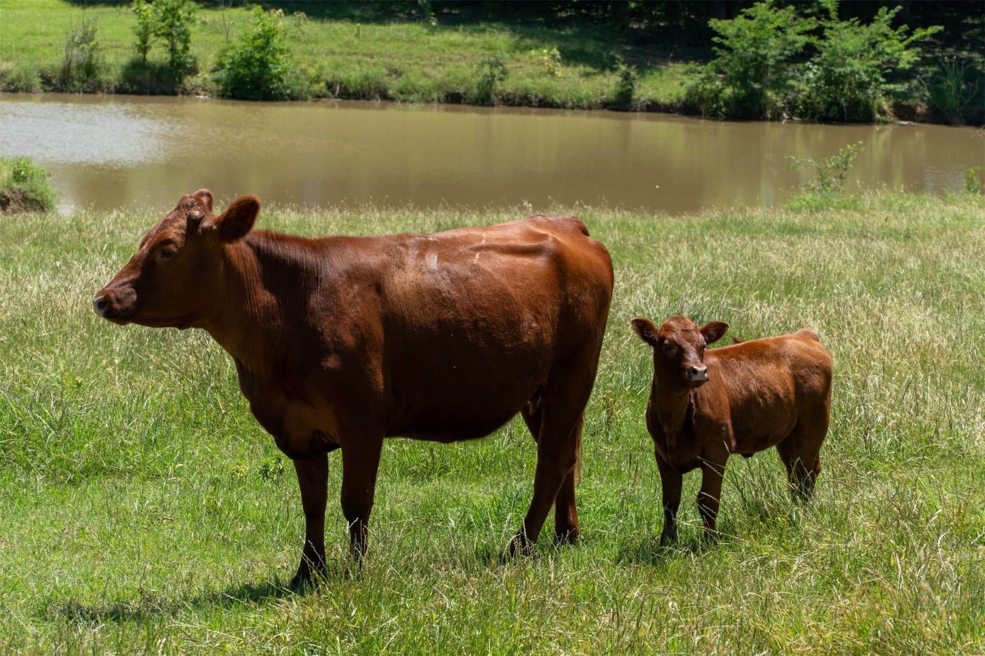42.3 acres in Grayson County - photo 29