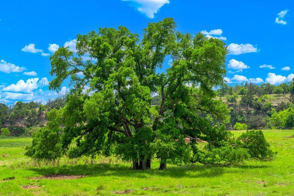 72.42 acres in Gillespie County - photo 8