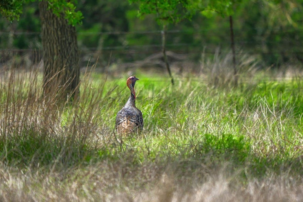 72.42 acres in Gillespie County - photo 10
