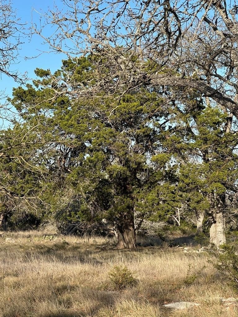 15.07 acres in Gillespie County gallery image 3