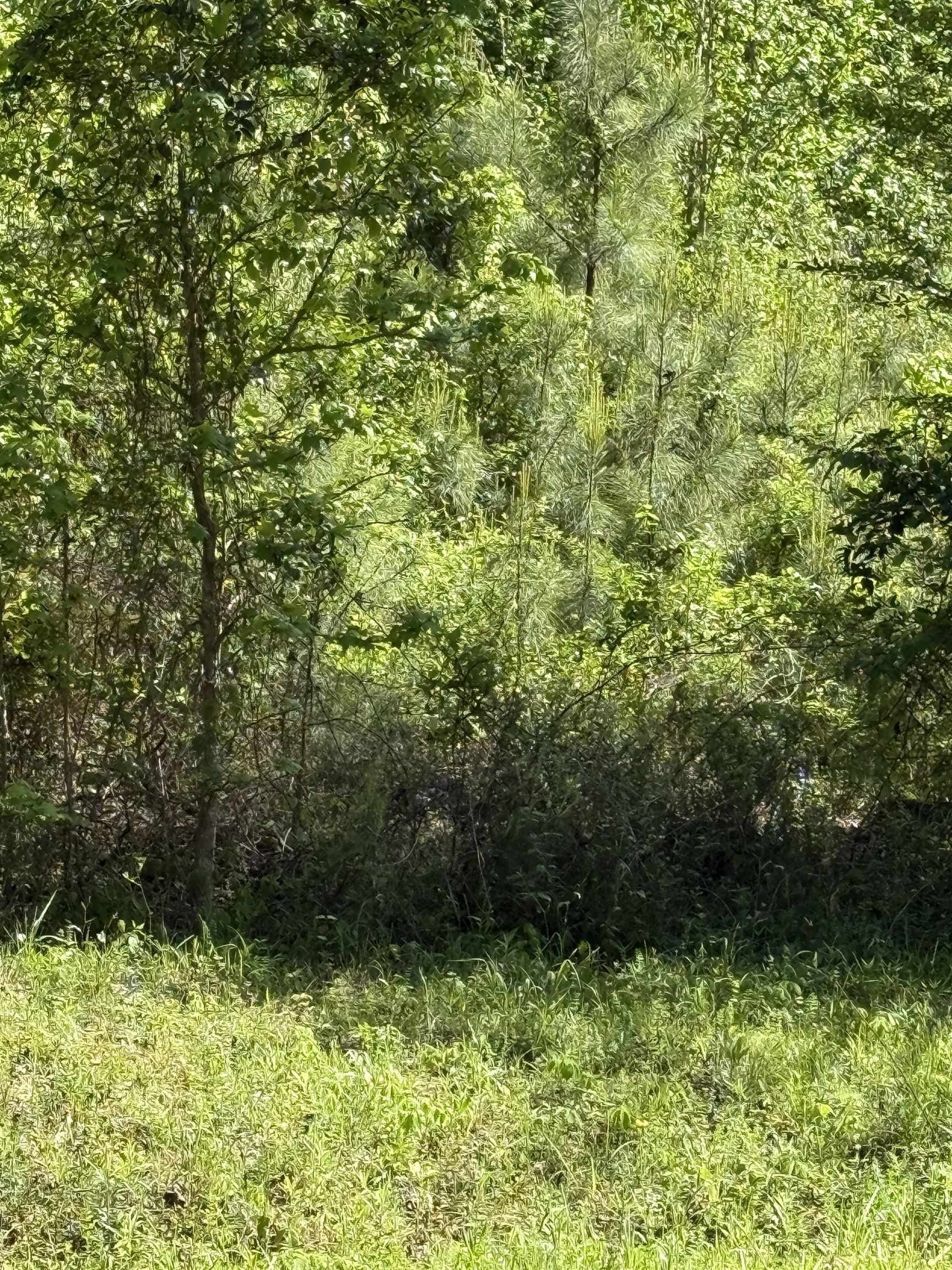 3.8 acres in Rusk County - photo 3