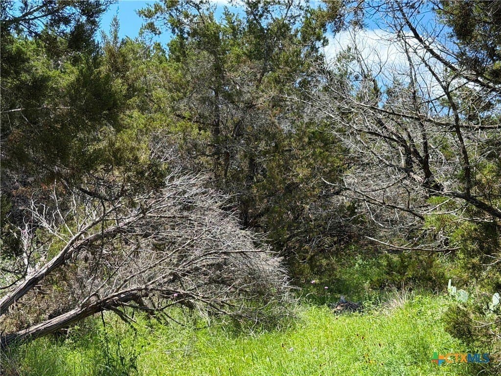 0.23 acres in Comal County - photo 11