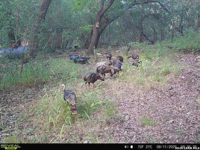 76.43 acres in Bexar County gallery image 4