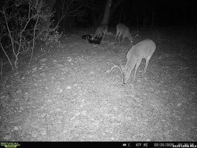 76.43 acres in Bexar County - photo 6