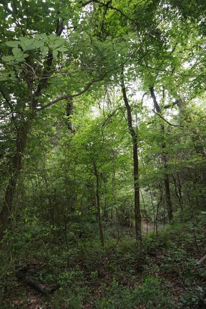45 acres in HENDERSON County - photo 6