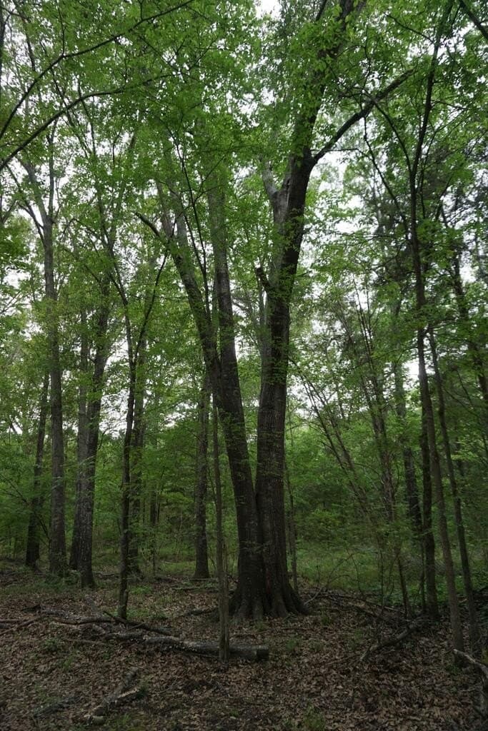 45 acres in HENDERSON County - photo 25