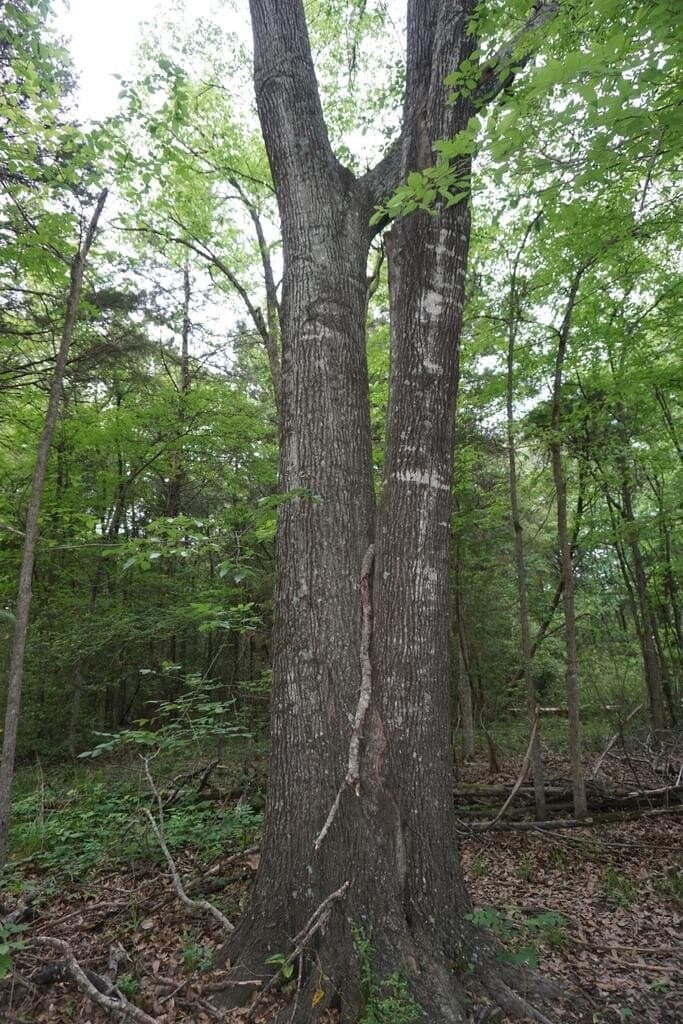 45 acres in HENDERSON County - photo 26