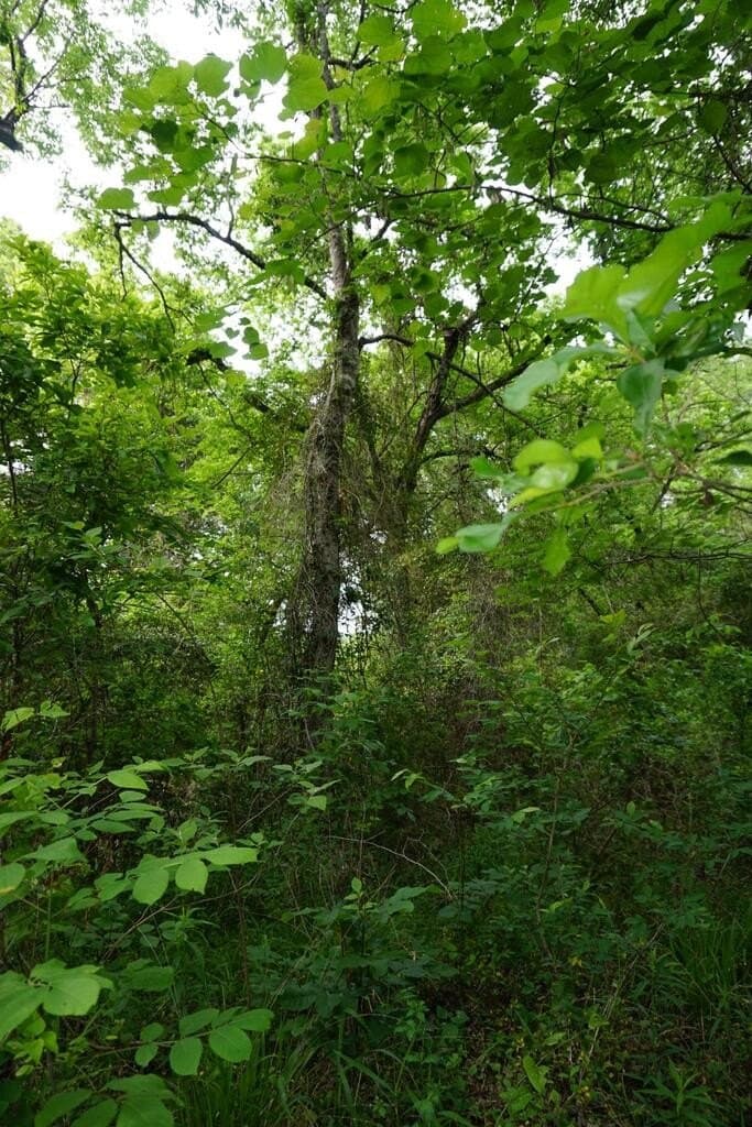 45 acres in HENDERSON County - photo 3