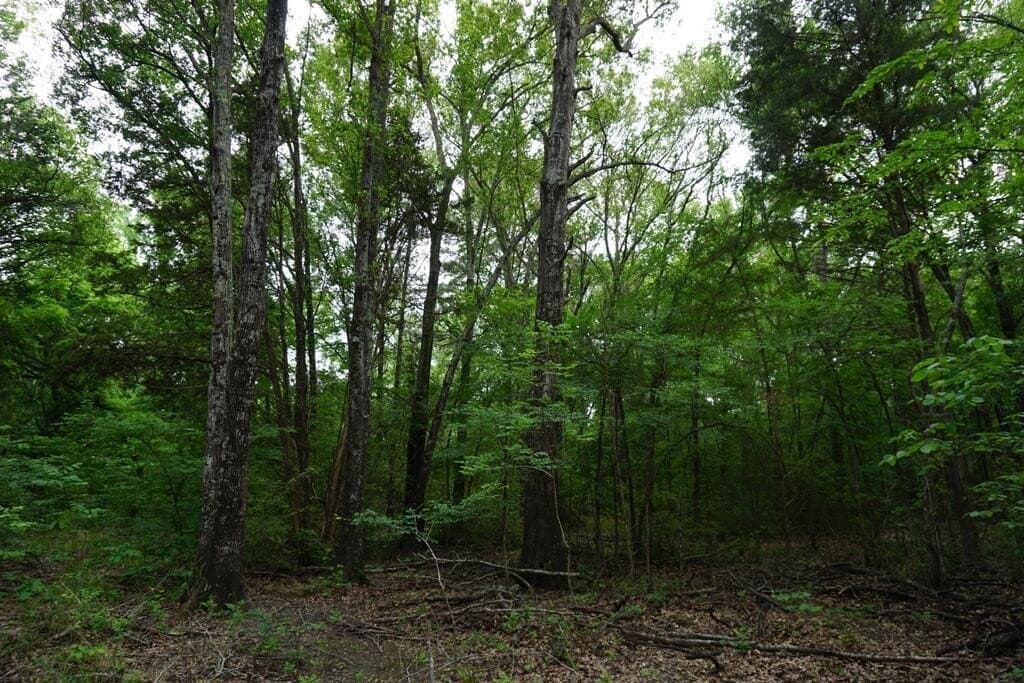 45 acres in HENDERSON County - photo 21
