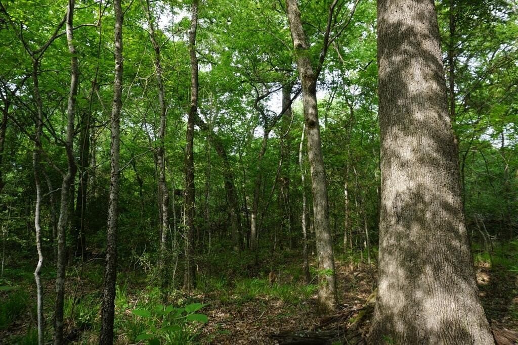 45 acres in HENDERSON County - photo 11