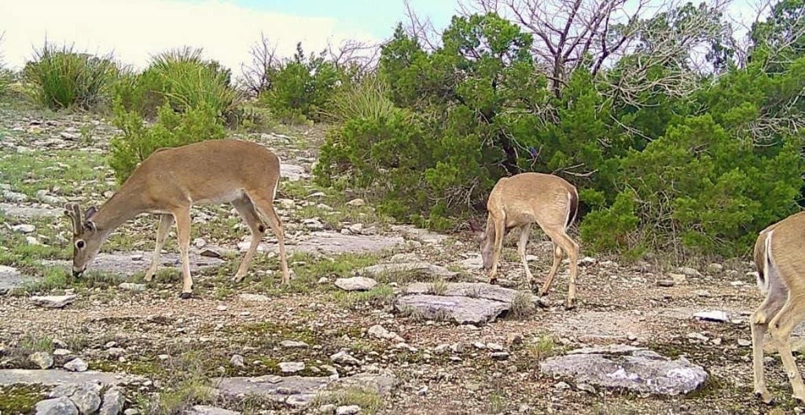 74.19 acres in Val Verde County