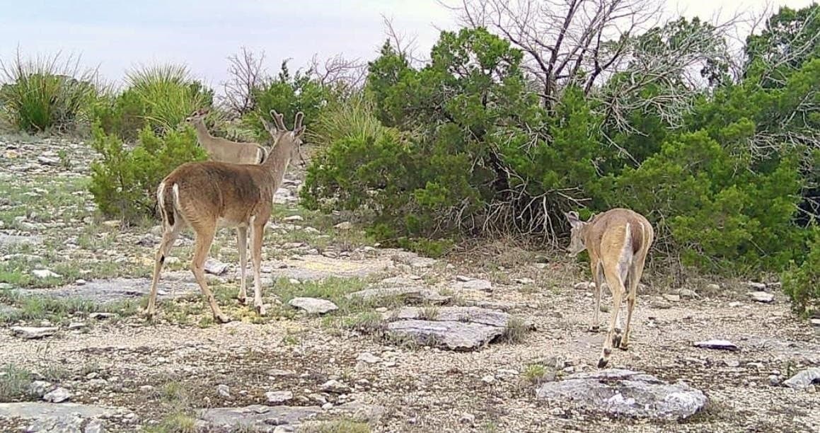 74.19 acres in Val Verde County gallery image 4