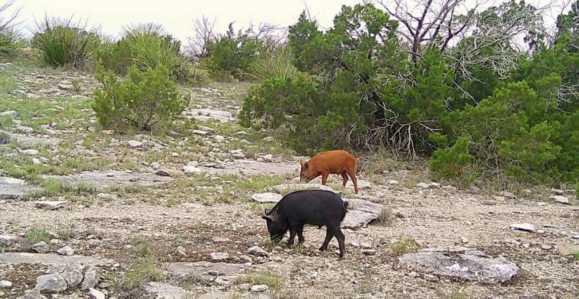 74.19 acres in Val Verde County gallery image 2