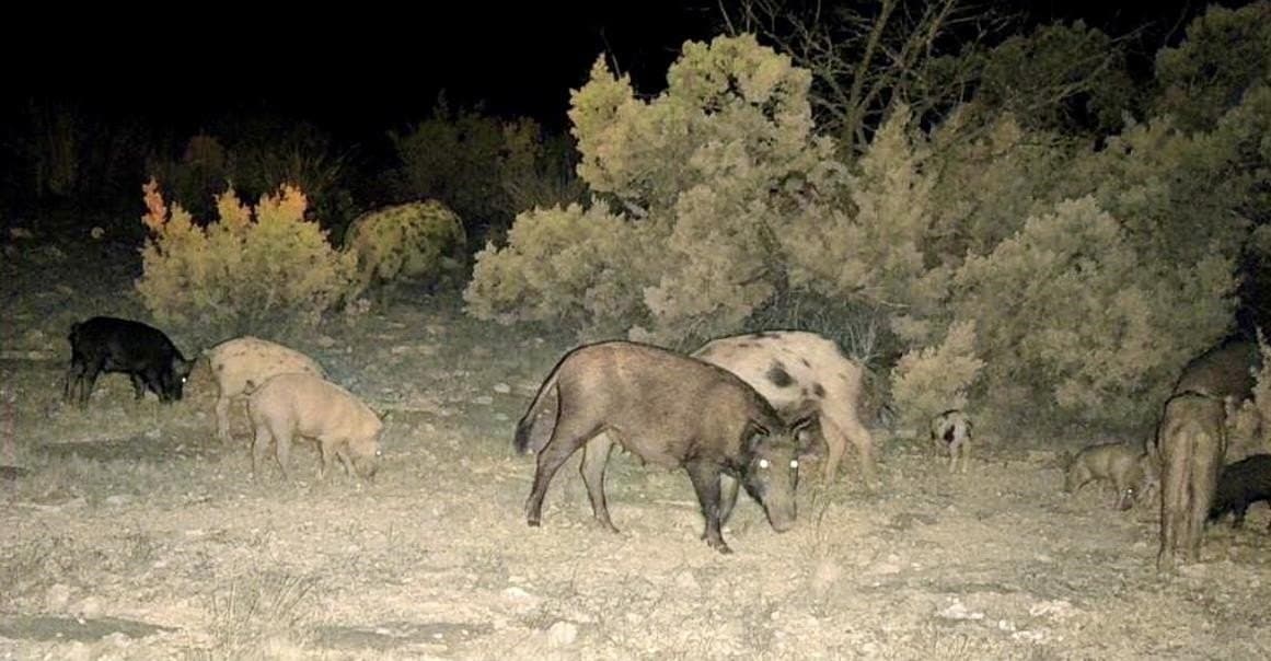 74.19 acres in Val Verde County gallery image 3