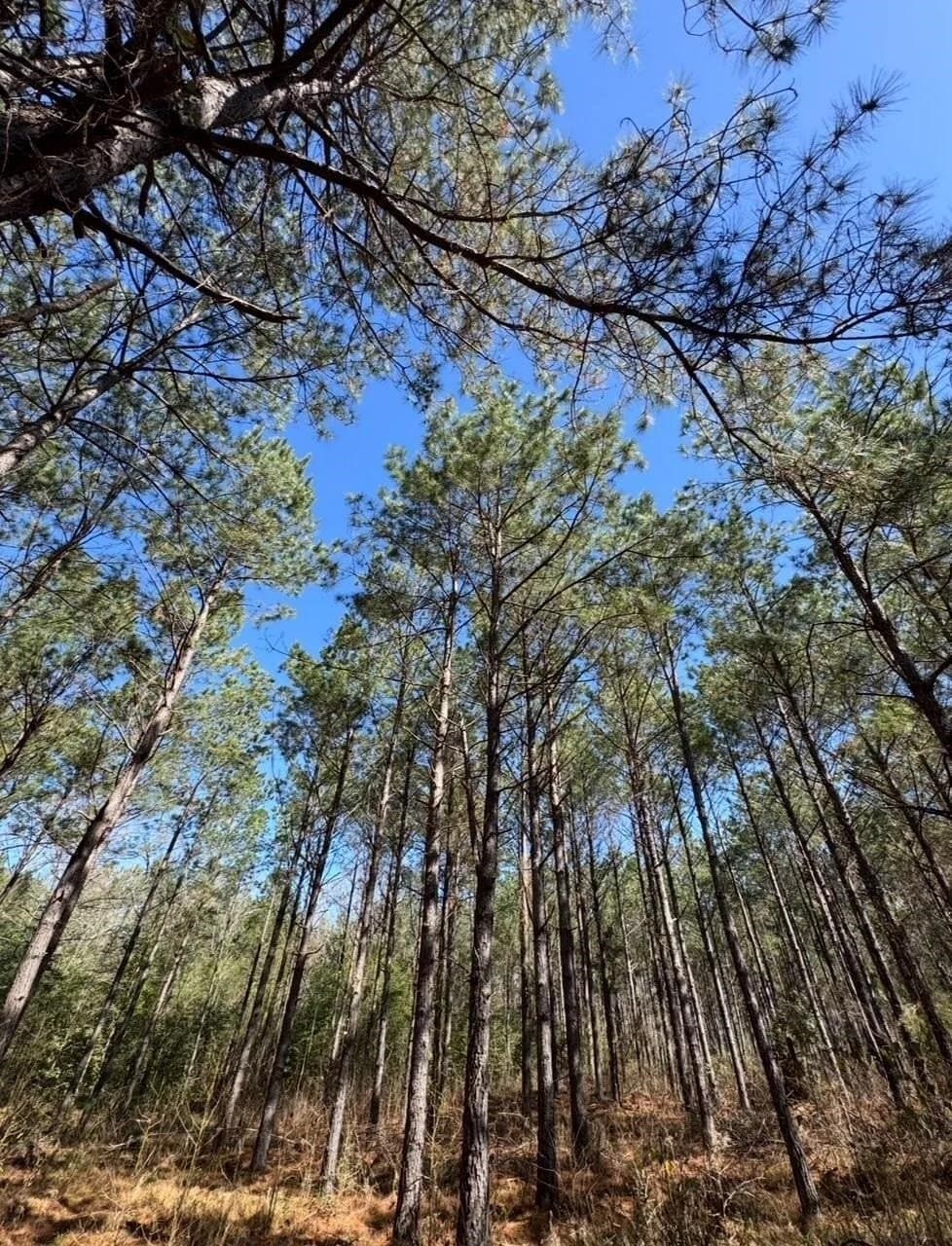 3.2 acres in Texas County gallery image 4