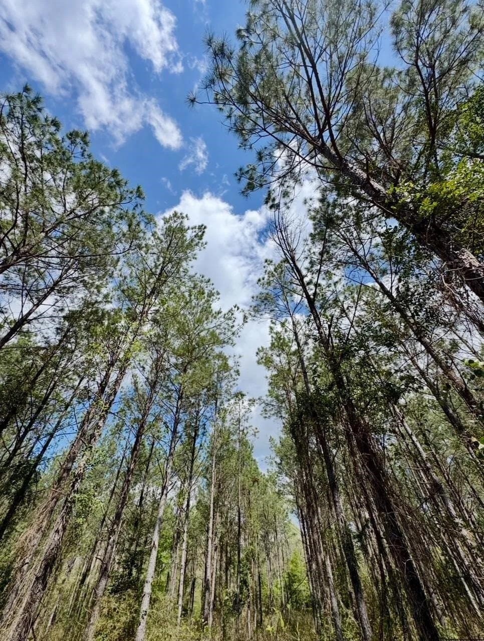 3.2 acres in Texas County featured view