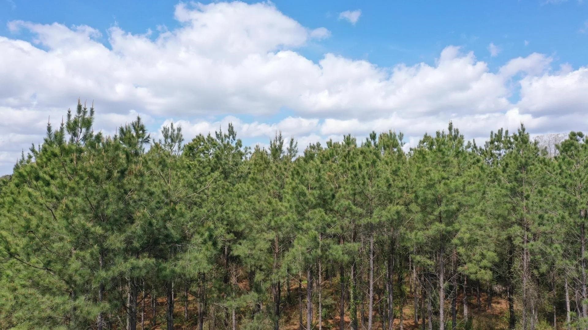 3.2 acres in Texas County gallery image 3