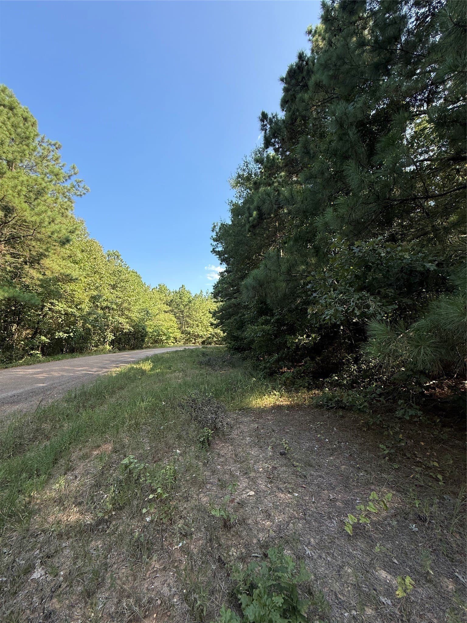 22.38 acres in Bowie County gallery image 4