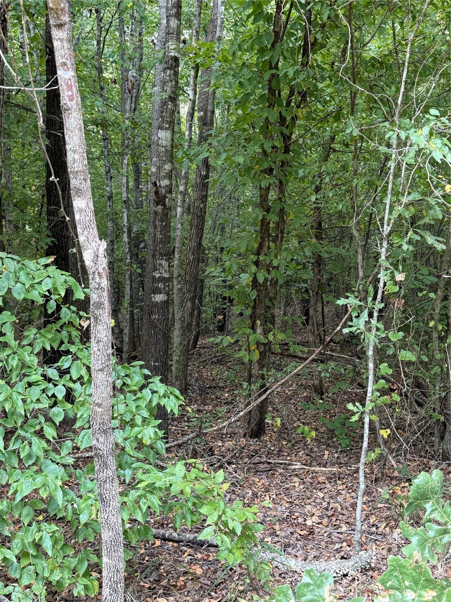 22.38 acres in Bowie County gallery image 2