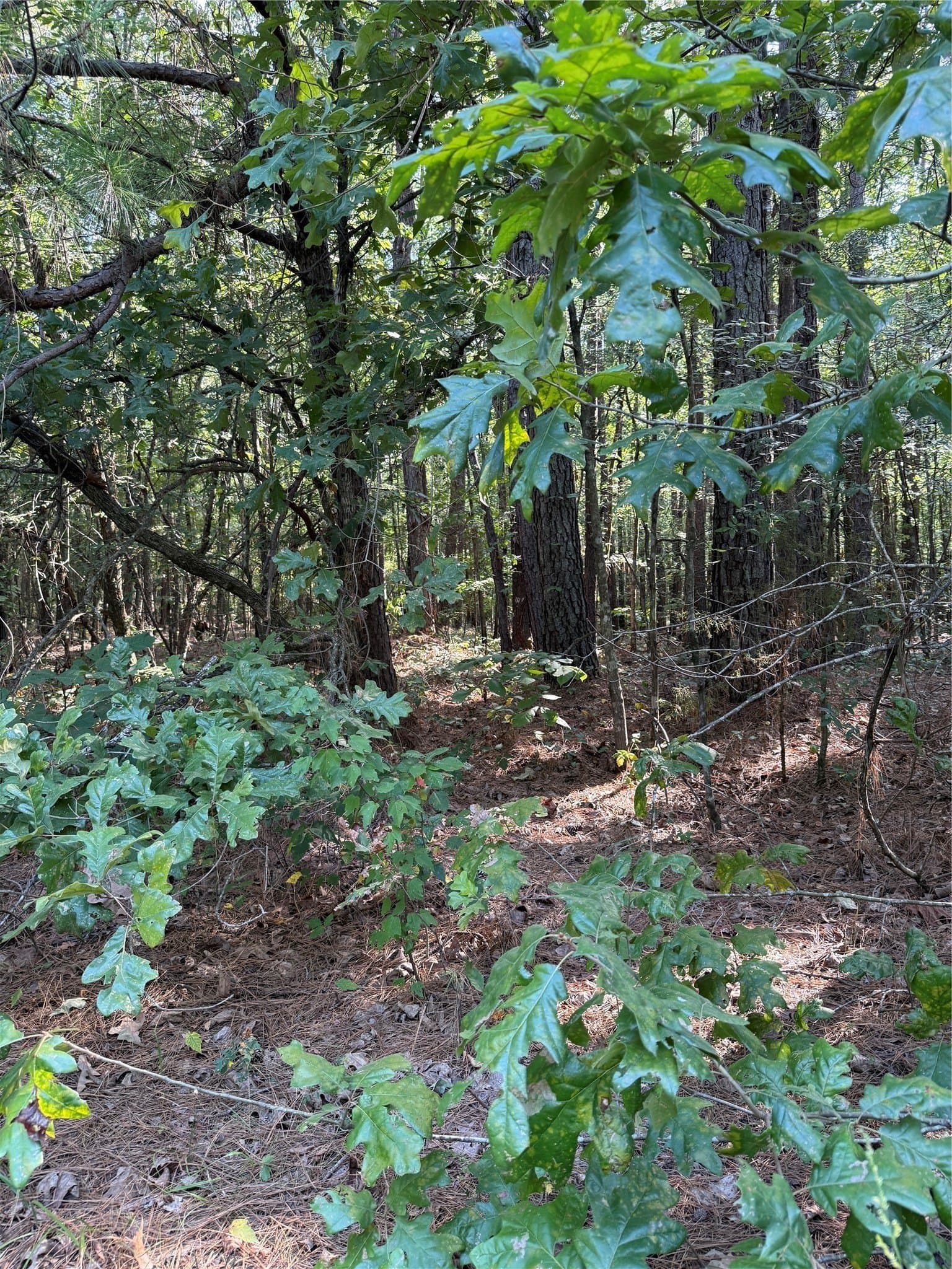 22.38 acres in Bowie County featured view