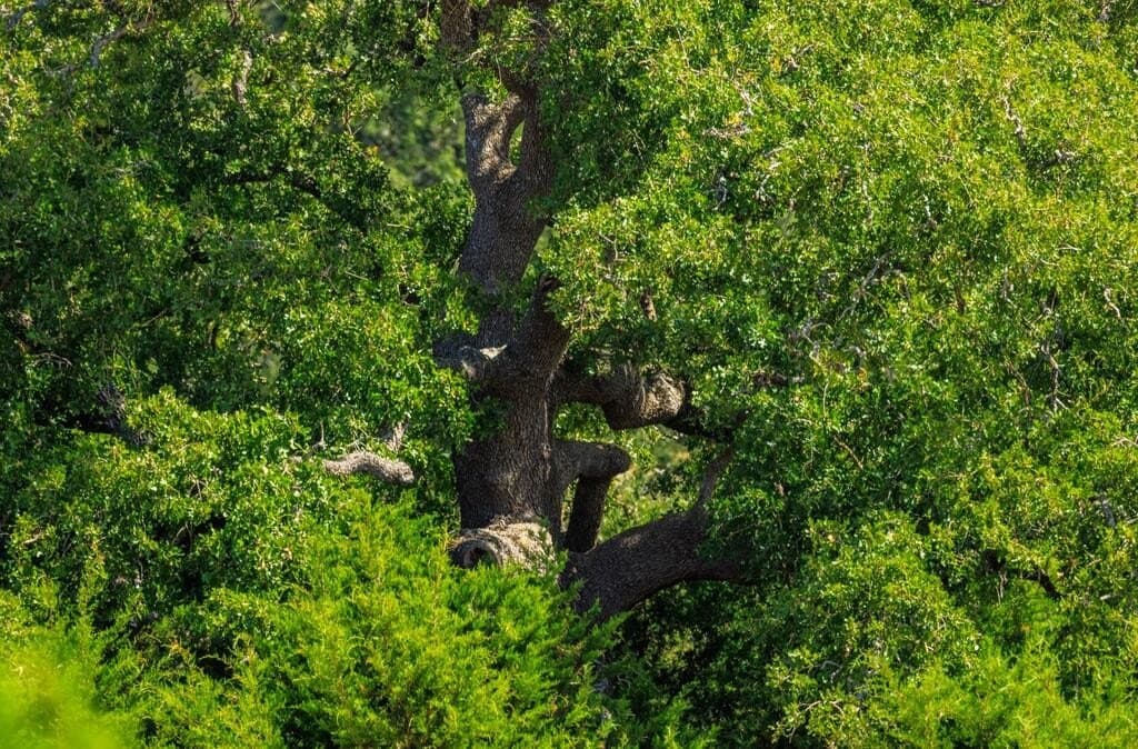 88.77 acres in Gillespie County - photo 20