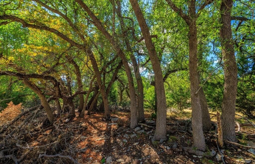 88.77 acres in Gillespie County - photo 21